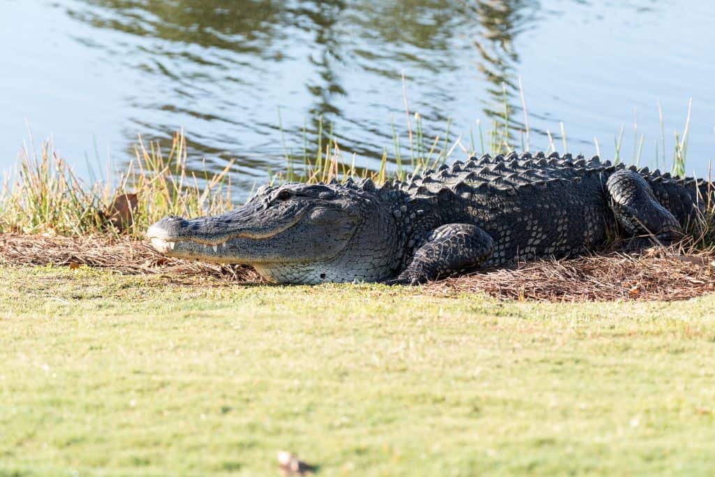 Why Are There Alligators In Golf Courses